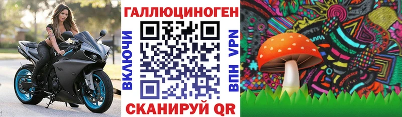 Псилоцибиновые грибы GOLDEN TEACHER  Купить  Чекалин 